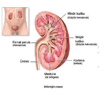 BOŞALTIM SİSTEMİ-İNSAN Böbreğin bölümleri Böbrek Zarı Böbreği dıştan sarar ve onu dış etkilere karşı korur.