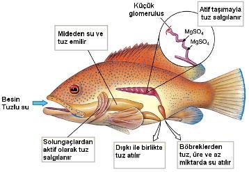 OZMOTİK DENGE Denizde ozmotik dengenin sağlanması Tuzlu sularda yaşayan hayvanların vücutlarında suyun tutulmasını sağlayacak şekilde özelleşmiş boşaltım organları gelişmiştir Vücuda alınan tuzun