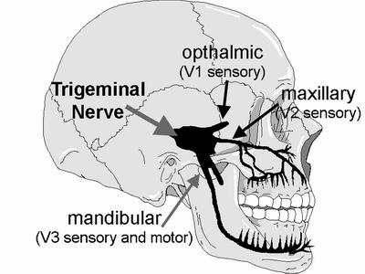 N. Mandibularis Fossa cranii media da ganglion trigeminale den ayrılır. Hemen n.