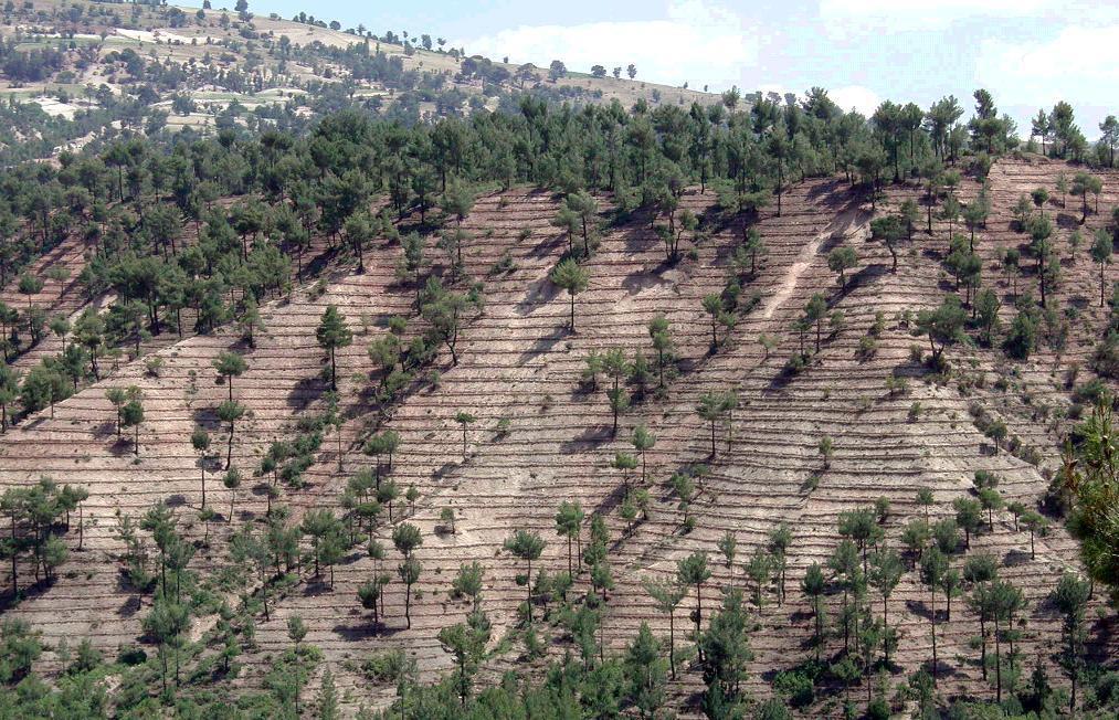 Bozuk alanlarda ağaçlandırma çalışması yapılmak üzere arazi hazırlığı yapılmış ancak fidan dikilmemiş alanlar