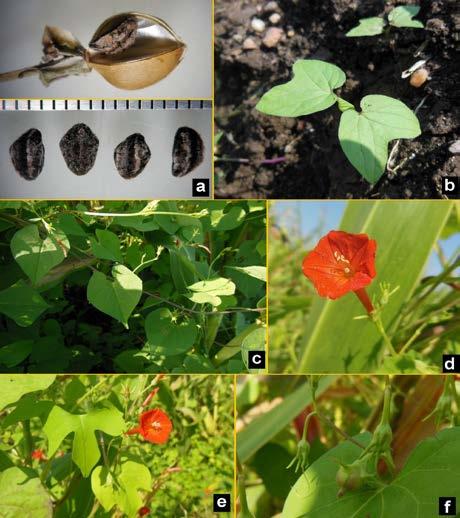 Hancerli et al., Turk J Weed Sci. 2018:21(2):36-38 DISCUSSION The species originally from tropical America and eventually spread around the world as a weed.