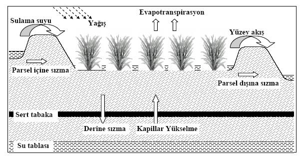 ylık itki Su Tüketimi (mm) Su derinliğinin çeltikte verime etkisi Şekil 1. Çeltik tavasında su dengesi Temizel, 2006) 2.