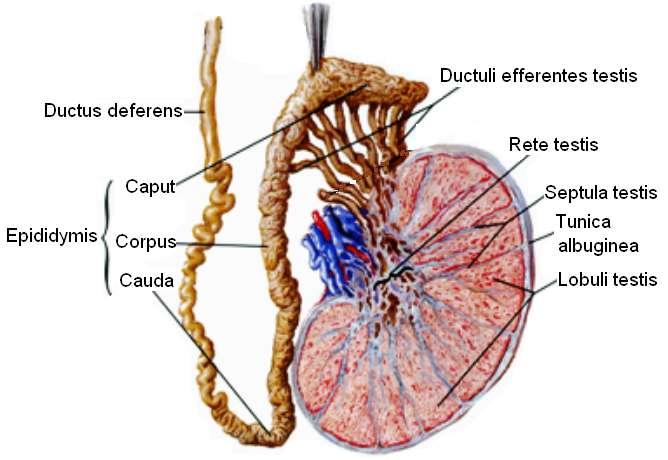 Resim 1.4: Testis ve epididimin yapısı 1.1.2. Epididim (Epididymis) Resim 1.