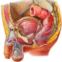 UYGULAMA FAALĠYETĠ UYGULAMA FAALĠYETĠ Erkek genital organlarının anatomisini radyografilerde ayırt