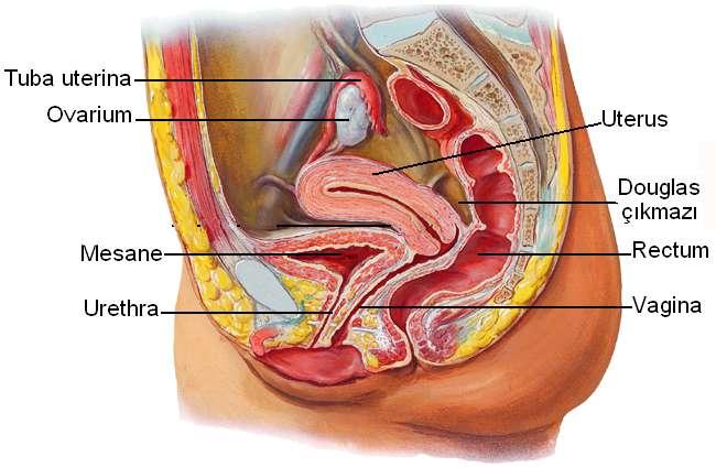 2.1. Kadın Ġç Genital Organları (Organa Genitalia Feminina Ġnterna) Resim 2.