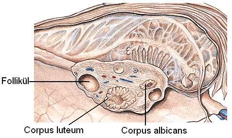 Ovariumlar, küçük pelvisin dıģyan duvarlarındaki fossa ovarica denilen çukurun içinde yer alır. (Resim 2.1 ve 2.2) Lig. Latum, uterinin üst-arka kısmına tutunur.