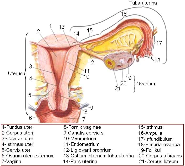 Isthmus Tuba Uterinae: Ampulla tubae uterinae, isthmus tubae uterinae ile devam eder. isthmus yaklaģık 2.5 cm uzunluğunda, uterusa yakın en dar bölümdür.