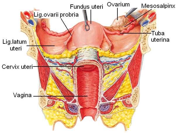 Resim 2.7: Uterusun bağları Histerosalpingografide (H.S.G.