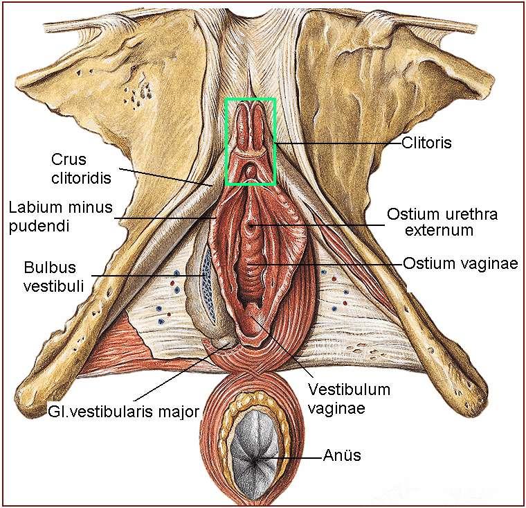 2.2. Perineum (Perine, ApıĢarası) Resim 2.10: Vagina ve kadın dıģ genital organları Küçük pelvisin tabanını oluģturan yumuģak dokular ve taģıdığı yapılarn tümüne birden perine denir.