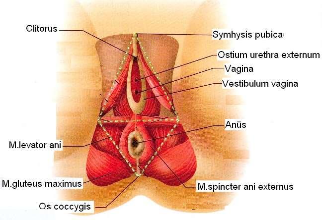 Resim 2.11: Perine bölgesi 2.3. Memeler (Mammae) Memeler göğüs ön duvarı üzerinde, medialde sternum ön kenarı, lateralde ön aksiller çizgi ile 2.-6. kostalar arasında bulunur.