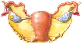 Tuba uterinanın yerini tarif ederek bölümlerini resimde gösteriniz. Tuba uterina ile ilgili posterleri inceleyebilirsiniz. Ovariumların yerini tarif ederek yapısını anlatınız.