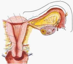 Uterusun duvar tabakalarını sayarak tarif ediniz.