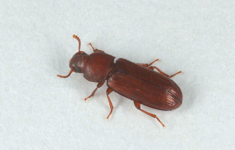 4.1.5. Takım: Coleoptera Familya: Tenebrionidae Tür: Tribolium confusum (Duv.) Tanınması: Erginler kırmızımsı kahve renkte, 2,5-4 mm boyundadır.