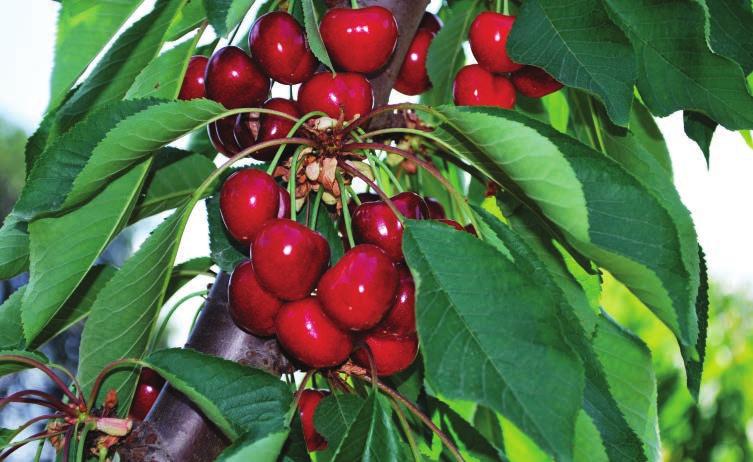: Georgia, Biggaro Gaucher, Sweet Heart Çiçeklenme Zamanı : Kanada : Erken-orta dönemde : Ağaçları yaygın gelişir ve çok verimlidir. : Meyveleri çok iri, meyve 12-18 gr.