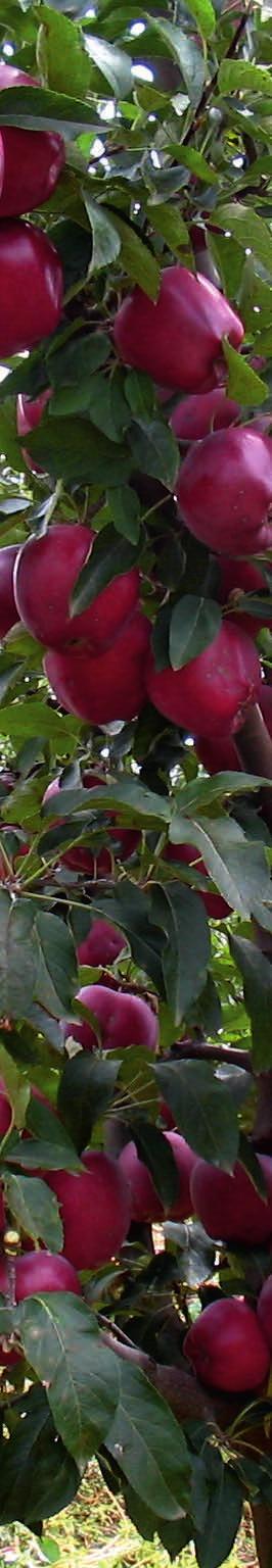 Modern Meyveciliğin Öncüsü ELMA TARIM Dünyada, meyvecilik her geçen gün kendisini yenilemekte, modern meyvecilikte kullanılan teknikler sürekli gelişmektedir.