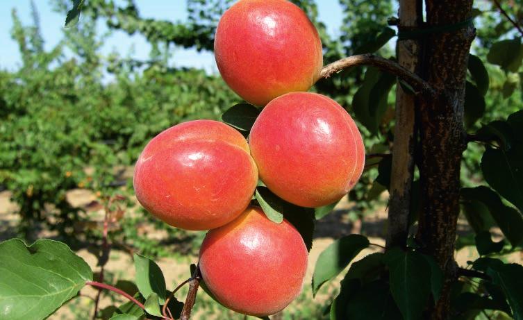 Orange Rubby Şekerpare Çiçeklenme Zamanı : İtalya : Erken-orta dönemde : Ağaçları kuvvetli ve yarı dik gelişir. : Meyveleri oval ve ekvatorda yuvarlaktır.