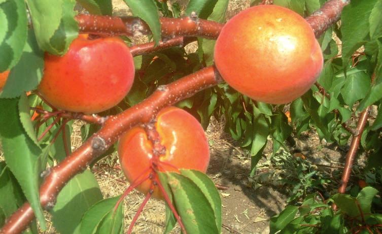 Şalak Roxana Çiçeklenme Zamanı : Anadolu : Orta dönemde : Ağaçları kuvvetli ve yayvan gelişir.