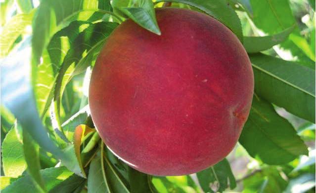 Meyvelerin şeker oranı yüksek ve ha f asitlidir. Çiçeklenme orta ile geç dönemde, ilkbahar donlarına dayanımı iyidir. bol, meyve tutumu iyidir. Her yıl düzenli ve yüksek miktarda ürün verir.