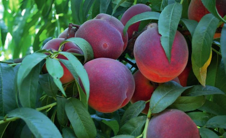 Çekirdek ete bağlıdır. : Temmuzun ikinci haftasıdır. : Kaliforniya : Ağaçları orta kuvvette gelişir. Standart meyve oluşturur.