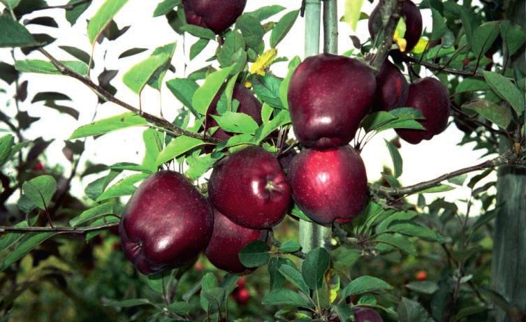 Jeromine Scarlet Spur : Fransa : Ağaçları orta kuvvette gelişir ve çok verimlidir. : Meyveleri iri ve koni şeklindedir. Meyve rengi, koyu kırmızı bordo rengindedir.