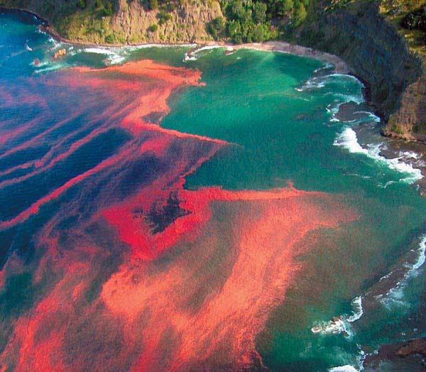 RED TIDE (Kırmızı Su Olayı) Denizlerde bir veya birkaç fitoplankton türünün ani artışı sonucu, yoğunluklarının artması nedeniyle, deniz suyunun rengi kırmızı veya
