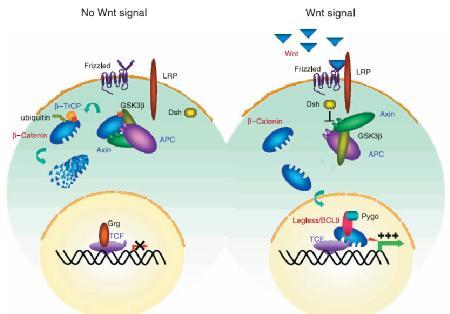 faktörlerinin c-myc ve siklin D1 gibi hedef genlerin transkripsiyonunu aktive etmesi yatmaktadır (Lee ve ark. 2004). Şekil 1.2. Wnt sinyal yolağında sinyal iletimi (Giles ve ark. 2003).