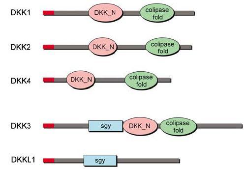 Şekil 1.4. DKK ailesinin polipeptidlerin oluşturduğu domain yapıları (Niehrs 2006).