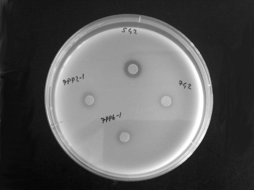 4.3 Bakterilerin Proteolitik Aktiviteleri Çeşitli çiğ süt, yoğurt ve peynirlerden izole edilen yerel 48 Lb. bulgaricus, 13 St. thermophilus, 12 Lb. lactis/ acidophilus, 7 Lb. casei, 9 Lc.
