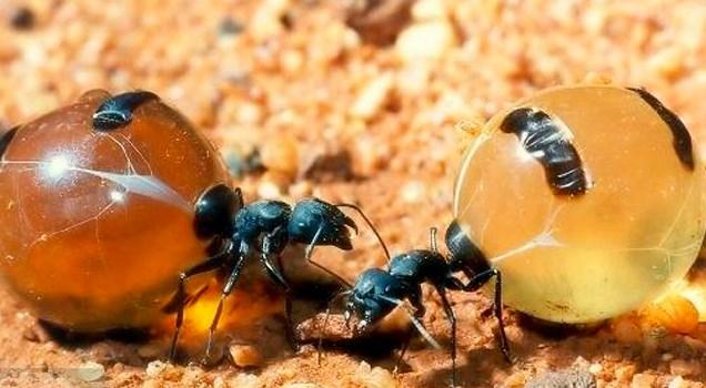 Karıncaların Yaşamı Yaptıkları işbirliği Türleri ve