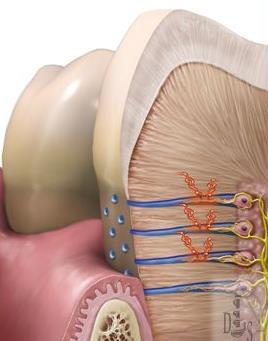 Dentin hassasiyeti, patolojik bir olgu olup, basınçtaki değişikliklerin hidrodinamik olarak pulpaya iletilmesiyle oluşabilmektedir.