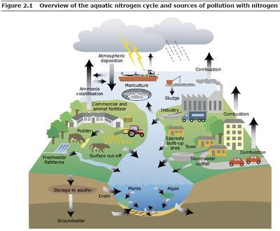 Noktasal olmayan kirlilik Noktasal olmayan (NPS) kirlilik ise belirli ve tek bir kaynağı olmayan, yayılmış