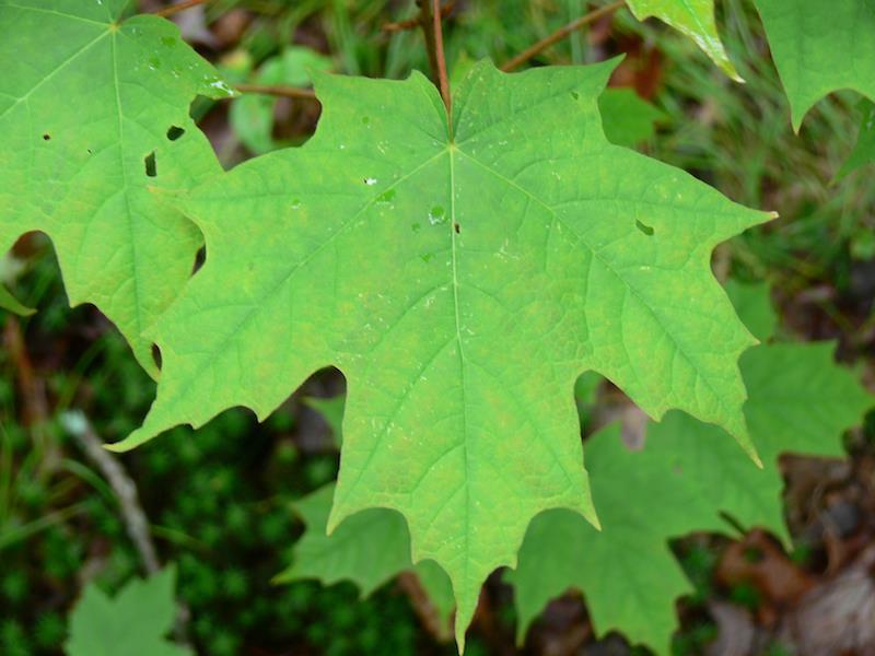 Tartışma ve sonuç Yetişme Ortamı Önemli macphailwoods.org Quercus branthii L. bireyi yılda yaklaşık 1.