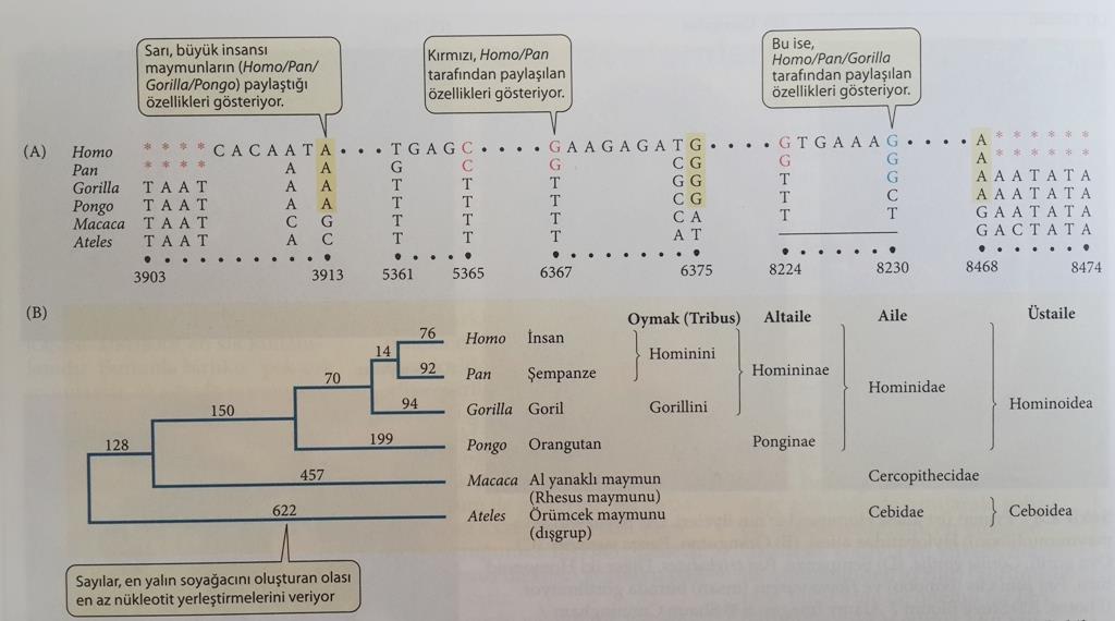 Palme Yayıncılık, 2008. DNA dizileri kullanılarak yapılan filogenetik analizde ilgili gen bölgesi popülasyonlar arasında üst üste hizalanır ve farklılıklar belirlenir.