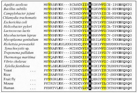Ribozomal protein L36 nın çoklu hizalaması Homoloji, çoğu