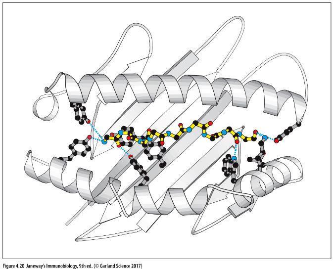 Peptid- MHC Sınıf I