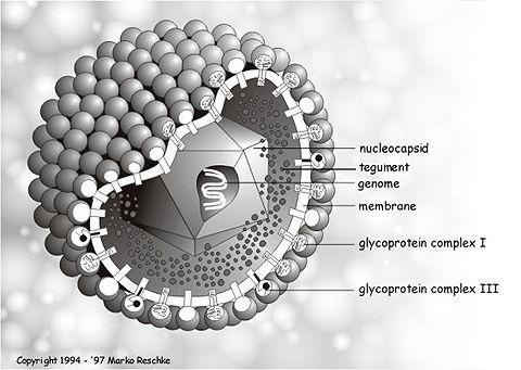 Sitomegalovirus