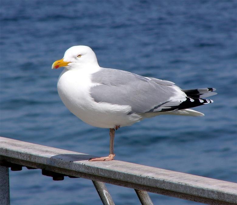 ALLOPATRİK TÜRLEŞME İki Avrupa martı türü; Larus argentatus ve L.