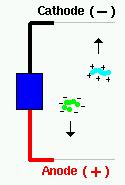 Elektroforez Yüklü moleküller bir elektriksel alana konulduklarında yüklerine göre ya pozitif (anod) ya da negatif (katod) kutba hareket ederler = göç Proteinlerin net