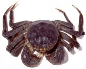 crab Mya arenaria