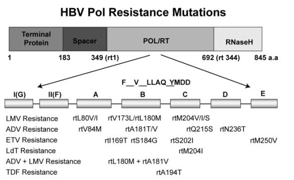 Tenefovir direnci-1 TNF tedavisi altında seçilen bir direnç mutasyonu henüz tanımlanmamış D Domain: