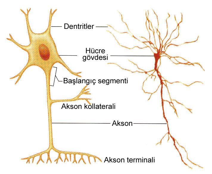Nöron: Sinir sisteminin temel işlevsel birimi (sinir hücresi) Uyarıldıkları zaman elektrik