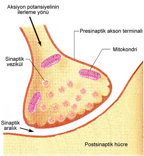 Presinaptik nöron Aksiyon potansiyelinin akson terminaline ulaşması sonucu bu bölgede Ca 2+ iyonlarına karşı geçirgenlik artar Akson terminaline Ca 2+