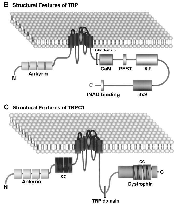Drosophila TRP ve insan TRPC1 kanal proteinlerinin