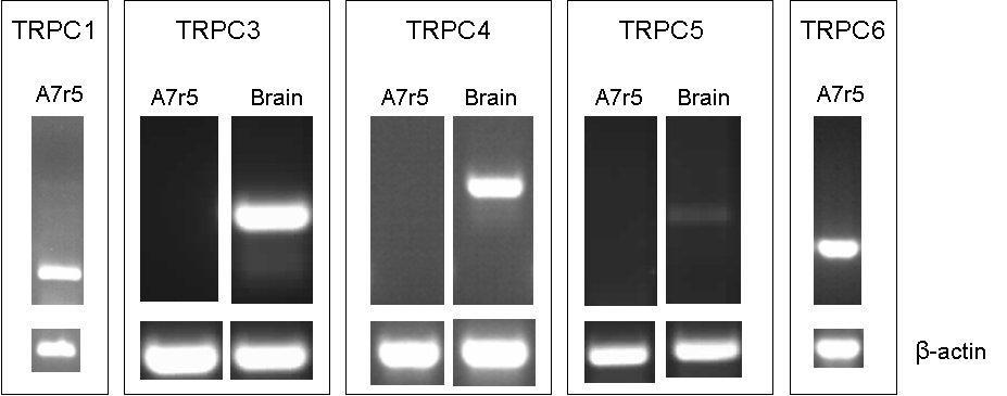 A7r5 embriyonik sıçan hücrelerinde TRPC