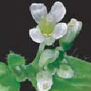 Model organizmalar 4 Bitki (Arabidopsis