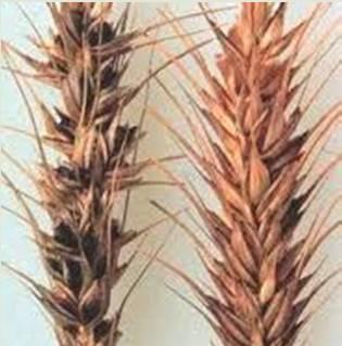 Buğday Hastalıkları: Tohumluk olarak kullanılacak taneler, depolanması esnasında uygun koşullarda saklanmaz ve gerekli zamanlarda ilaçlanması yapılmaz ise, yapılarında bulunan mikroorganizmalar