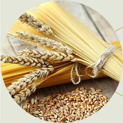 Makarna ve irmik yapımında kullanılacak buğdaylar satın alınırken bazı testlerden geçirilir.