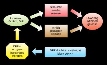 DPP4 İnhibitörleri insu lin sekresyonunu glukoza bağımlı olarak artırır