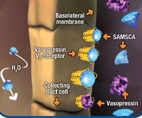 Tolvaptan V2-reseptör affinitesi vasopresinden 1.