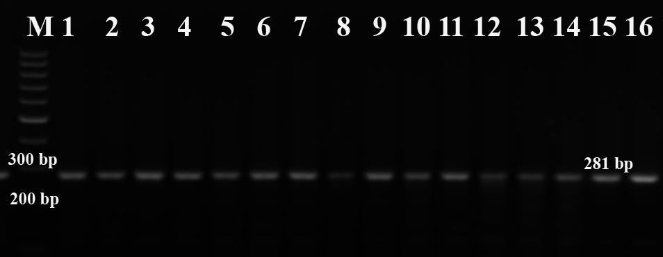 agalactiae S. uberis olarak identifiye edildi üsuşların identifikasyonları PC ile doğrulandı. 31 32 Streptococcus spp.